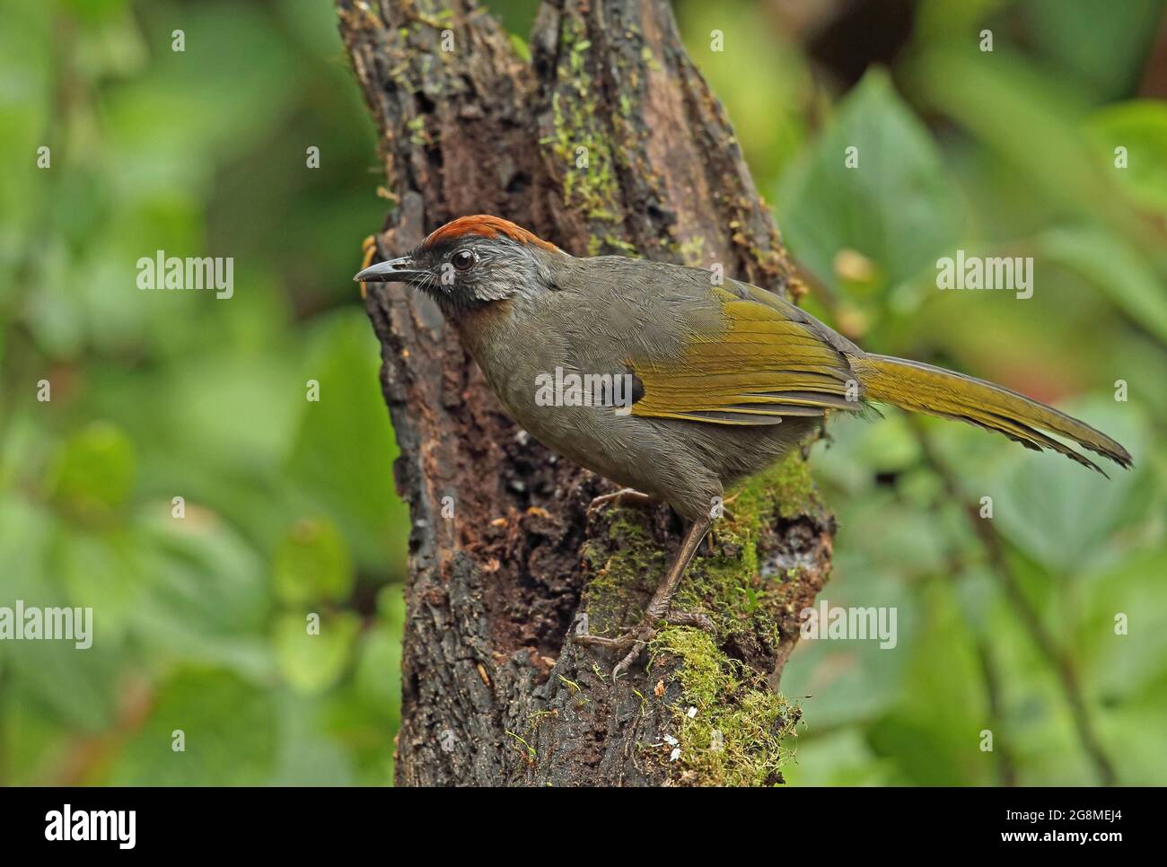 Silver-eared Laughingthrush (Trochalopteron melanostigma melanostigma) adult perched on dead stump Doi Lang, Thailand        November Stock Photo