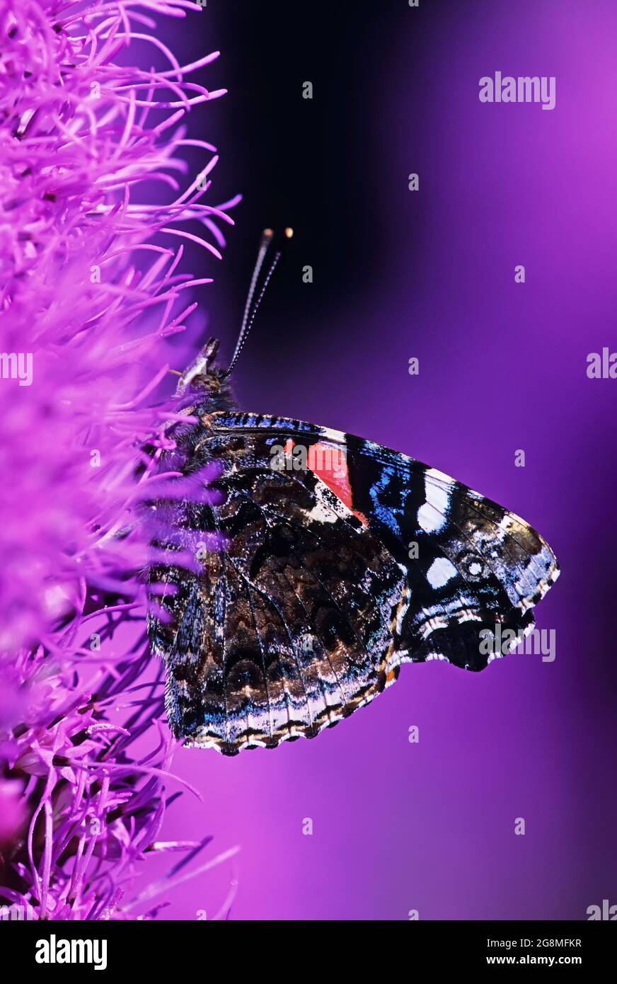 red-admiral-butterfly-up-close-stock-photo-alamy