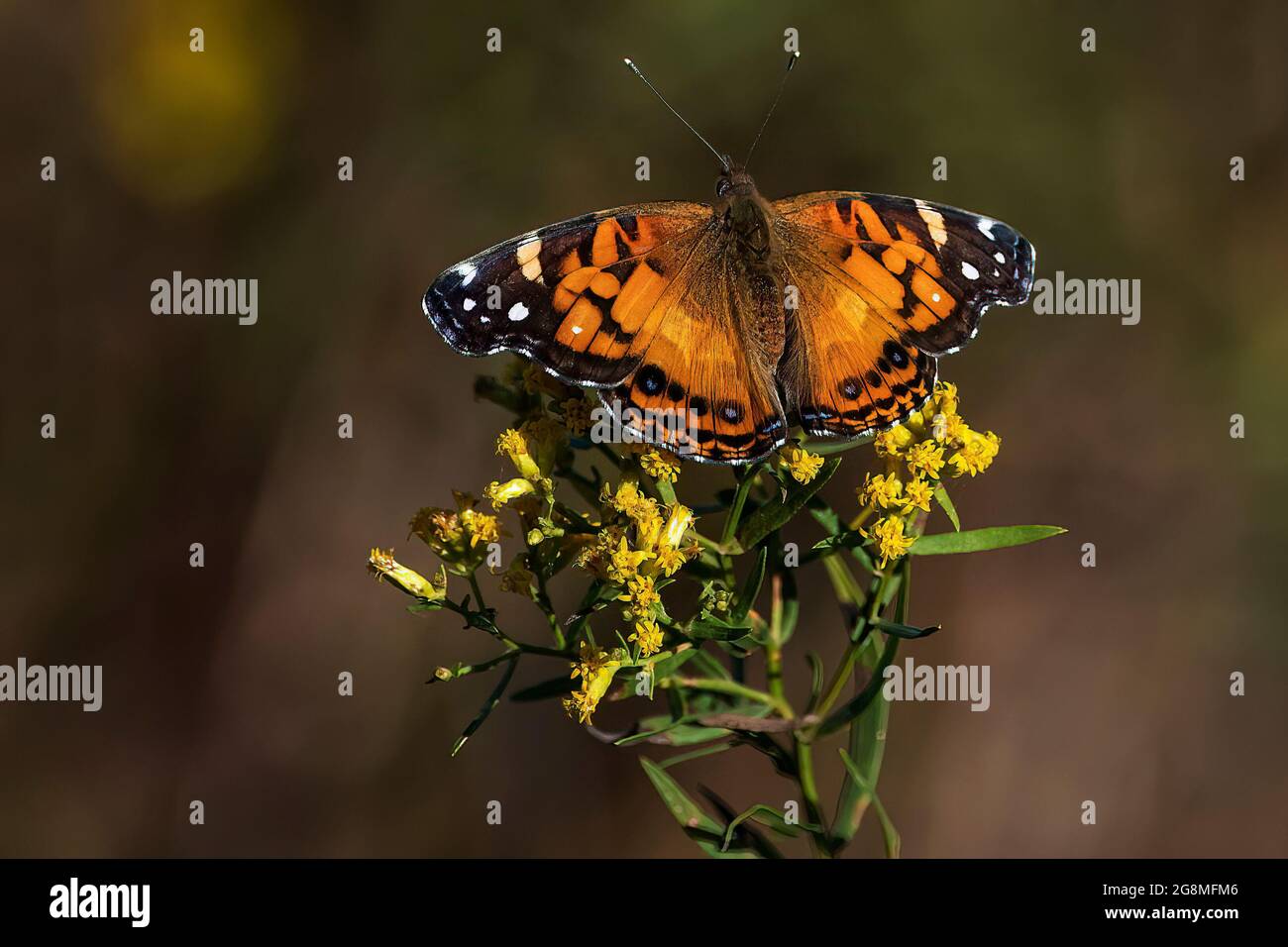 American lady butterfly Stock Photo