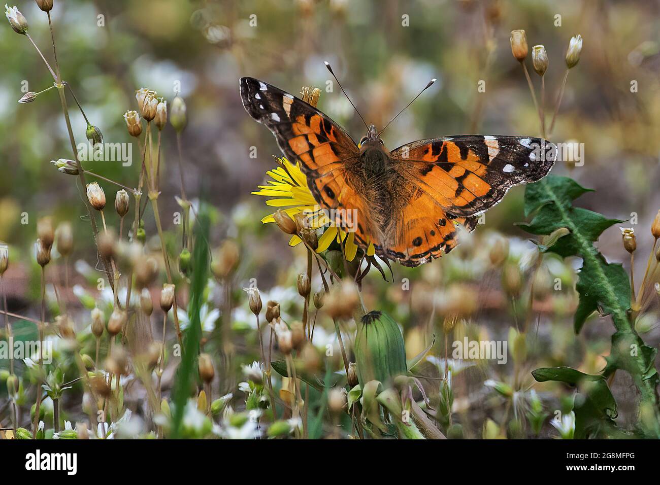 American lady butterfly Stock Photo