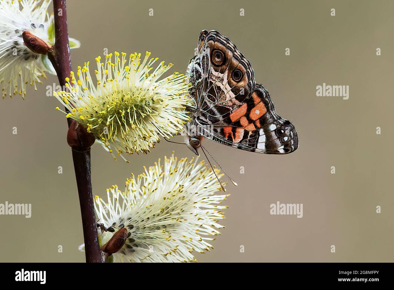 American lady butterfly nectarine on catkins Stock Photo