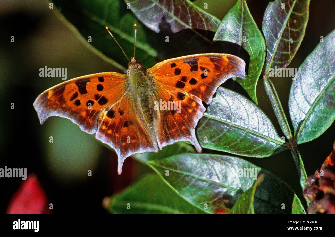 Question mark butterfly Stock Photo Alamy