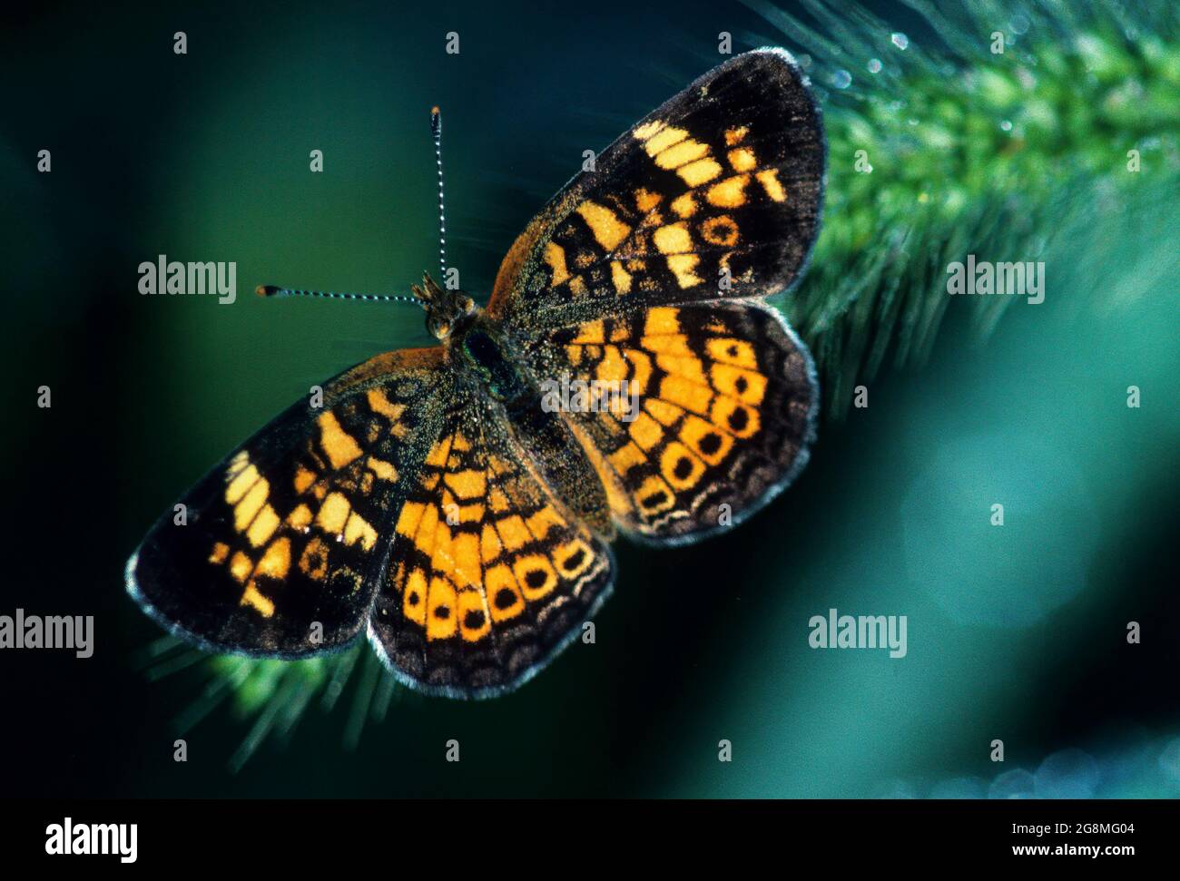 How to help Wisconsin's 150 species of butterflies