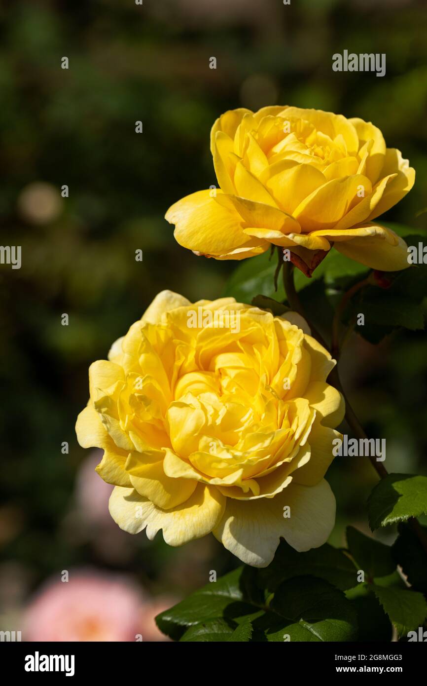 Close up of a yellow rose called Rosa Charles Darwin flowering in a UK garden. A beautiful David Austin rose bloom. Stock Photo