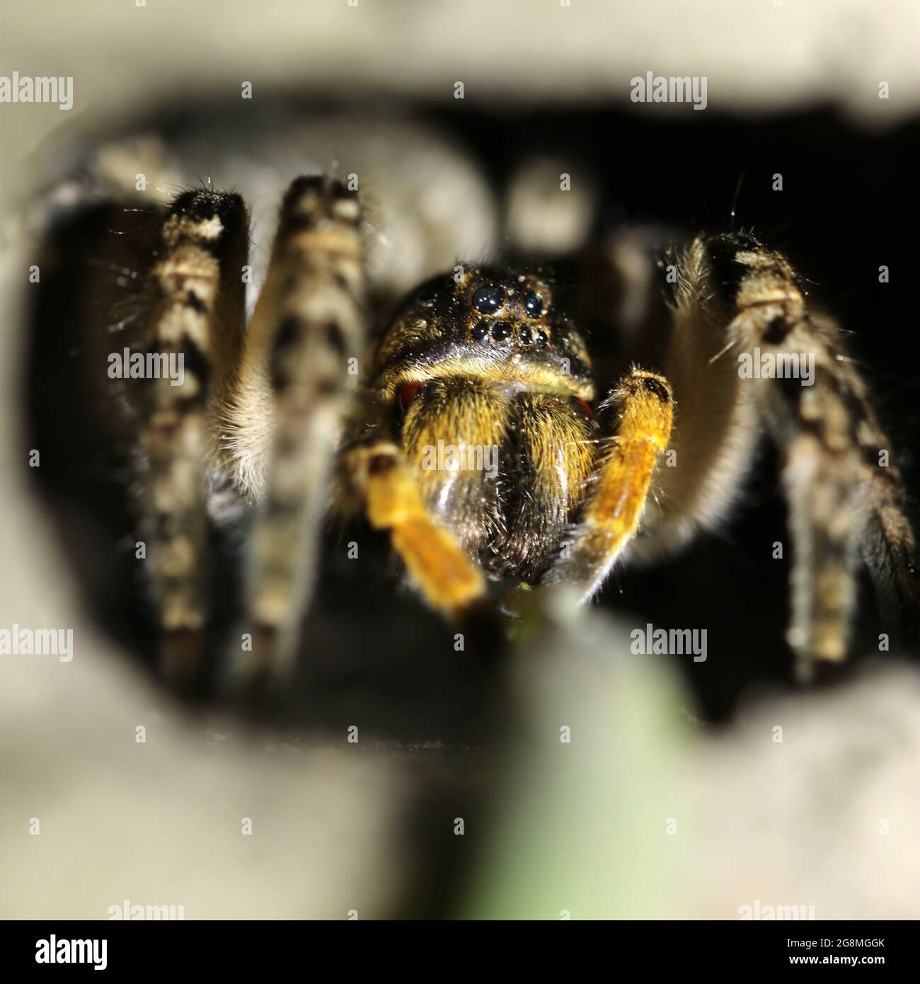 Wolf spider,  Tarantula (Lycosa singoriensis) in his dwelling. Tarantula in a hole. Stock Photo