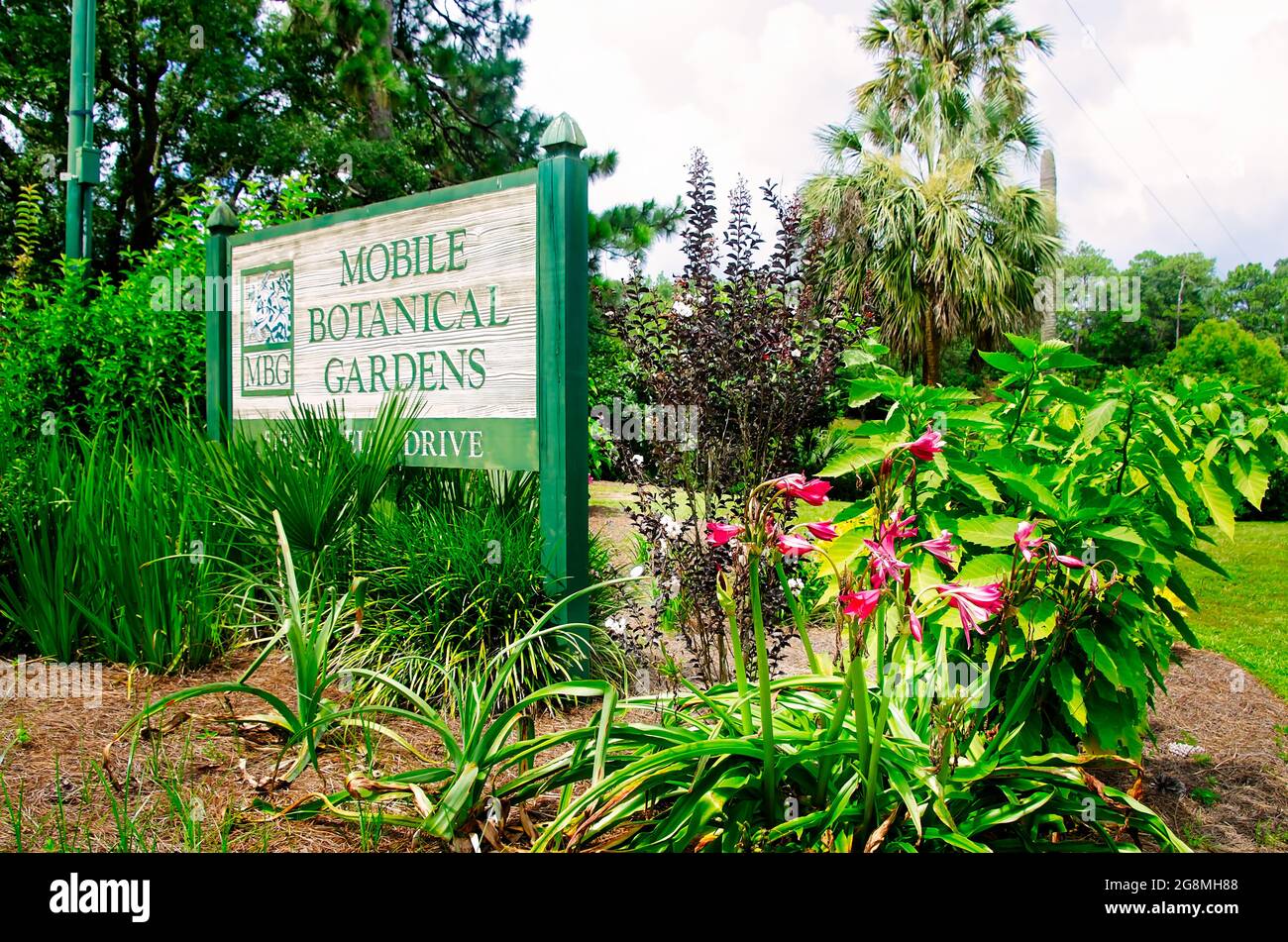 The Mobile Botanical Gardens sign is accented with pink crinum lilies blooming, July 17, 2021, in Mobile, Alabama. Stock Photo