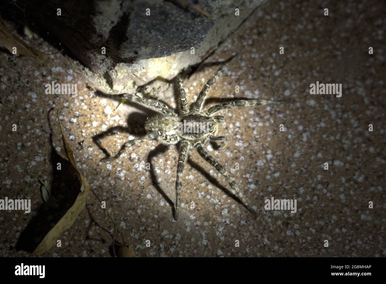 Wolf spider,  Tarantula (Lycosa singoriensis) in the light of a lantern Stock Photo