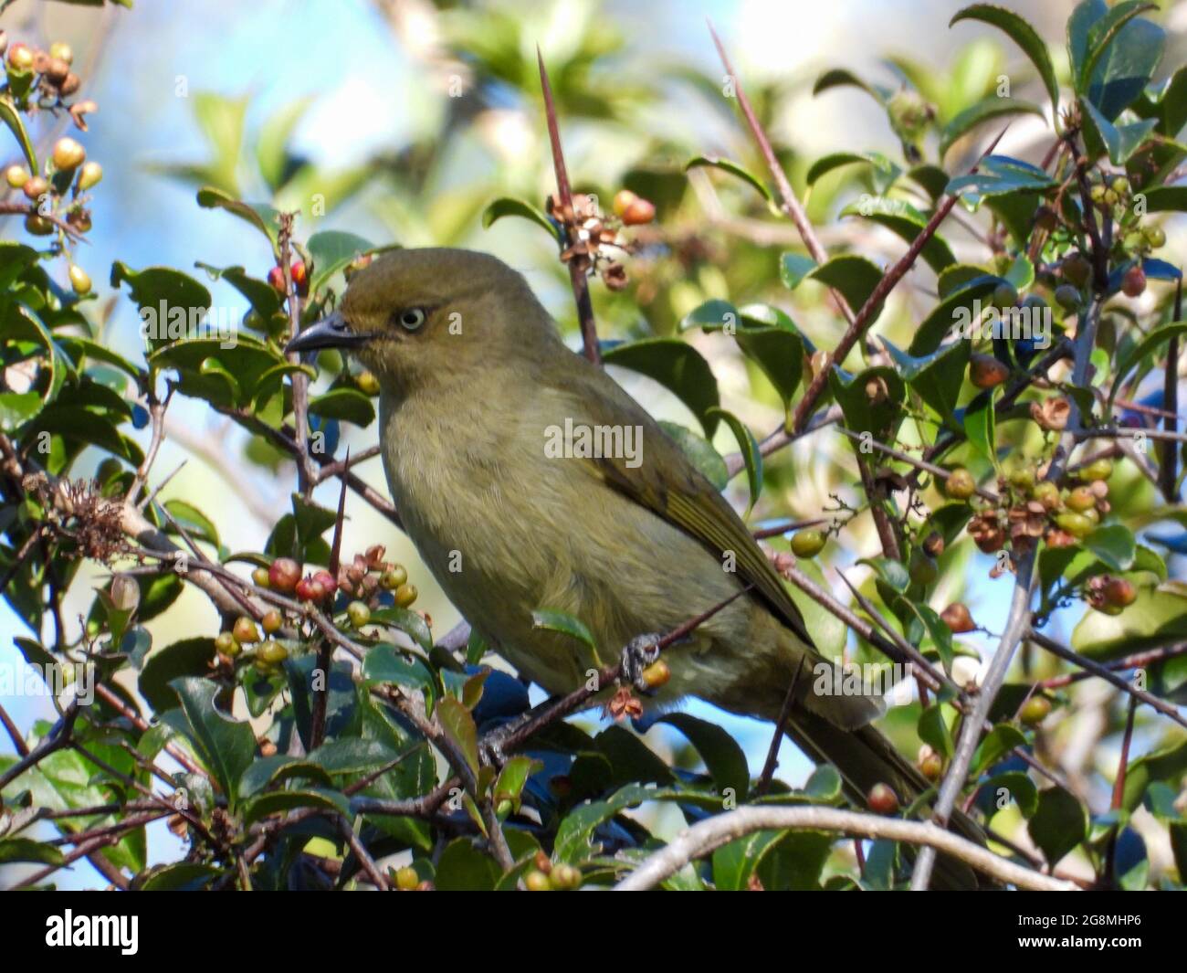 A sombre greenbul isolated is a thorn tree Stock Photo