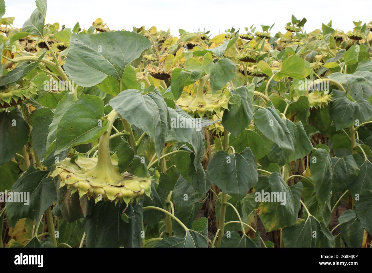 Plant breeding. Growing new varieties of agricultural plants. New variety of sunflower. Stock Photo