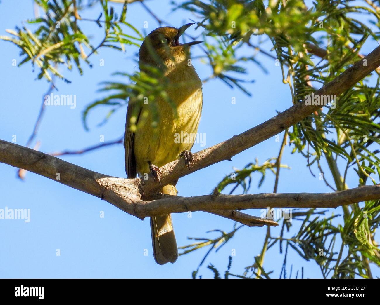 A sombre greenbul in full cry searching for a female Stock Photo