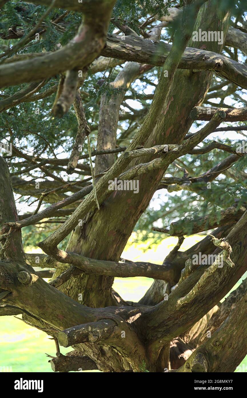Beautiful closeup view old of coniferous tree with complicated trunks and branches with needles seen in Howth, Dublin, Ireland. Soft and selective foc Stock Photo
