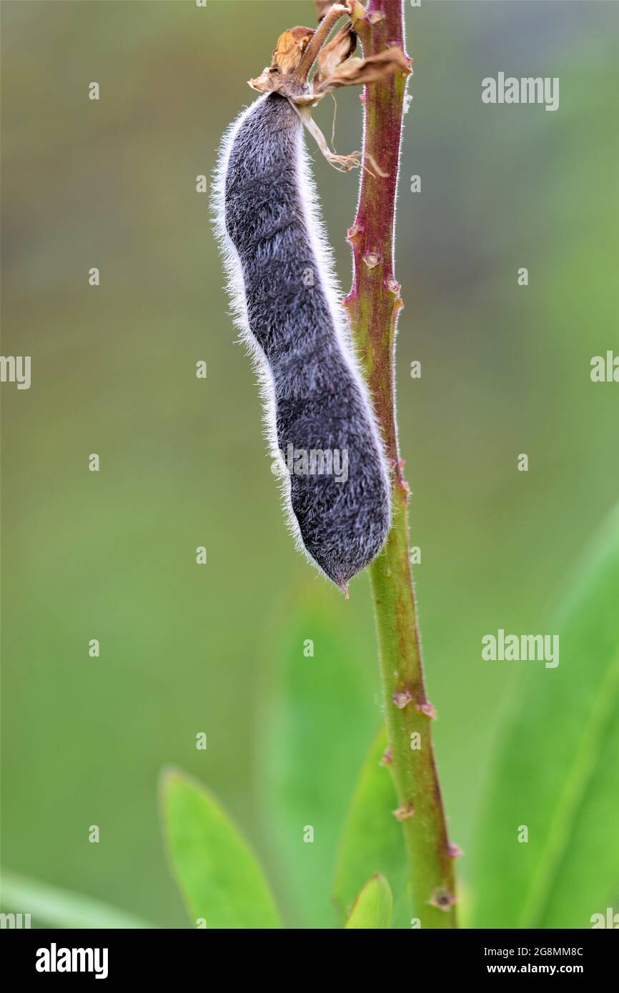 Close up of a black ripe lupine pod against a blurred green background Stock Photo