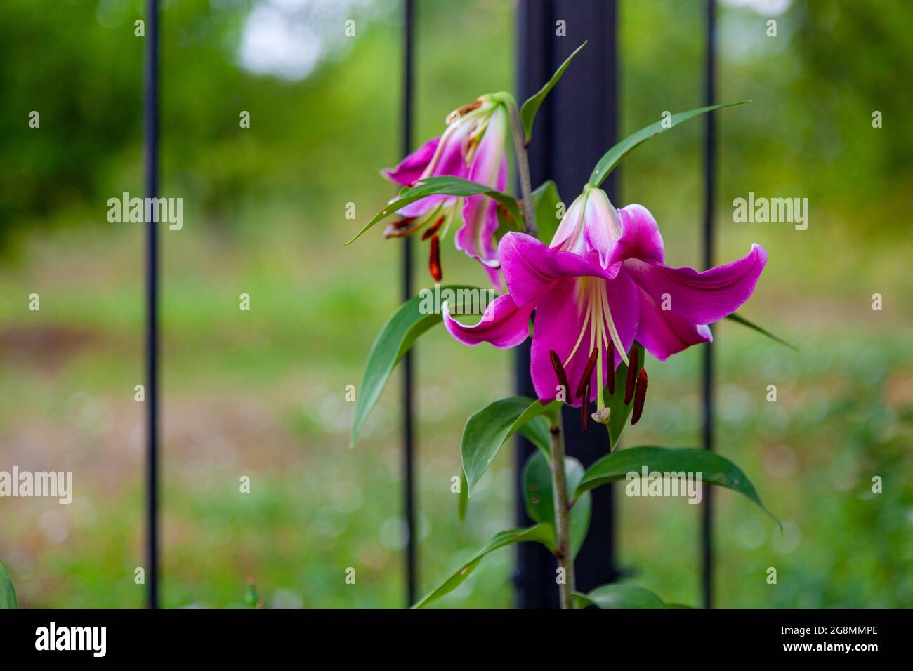 Large lilac lilies grow in the garden against the background of a metal fence. Stock Photo