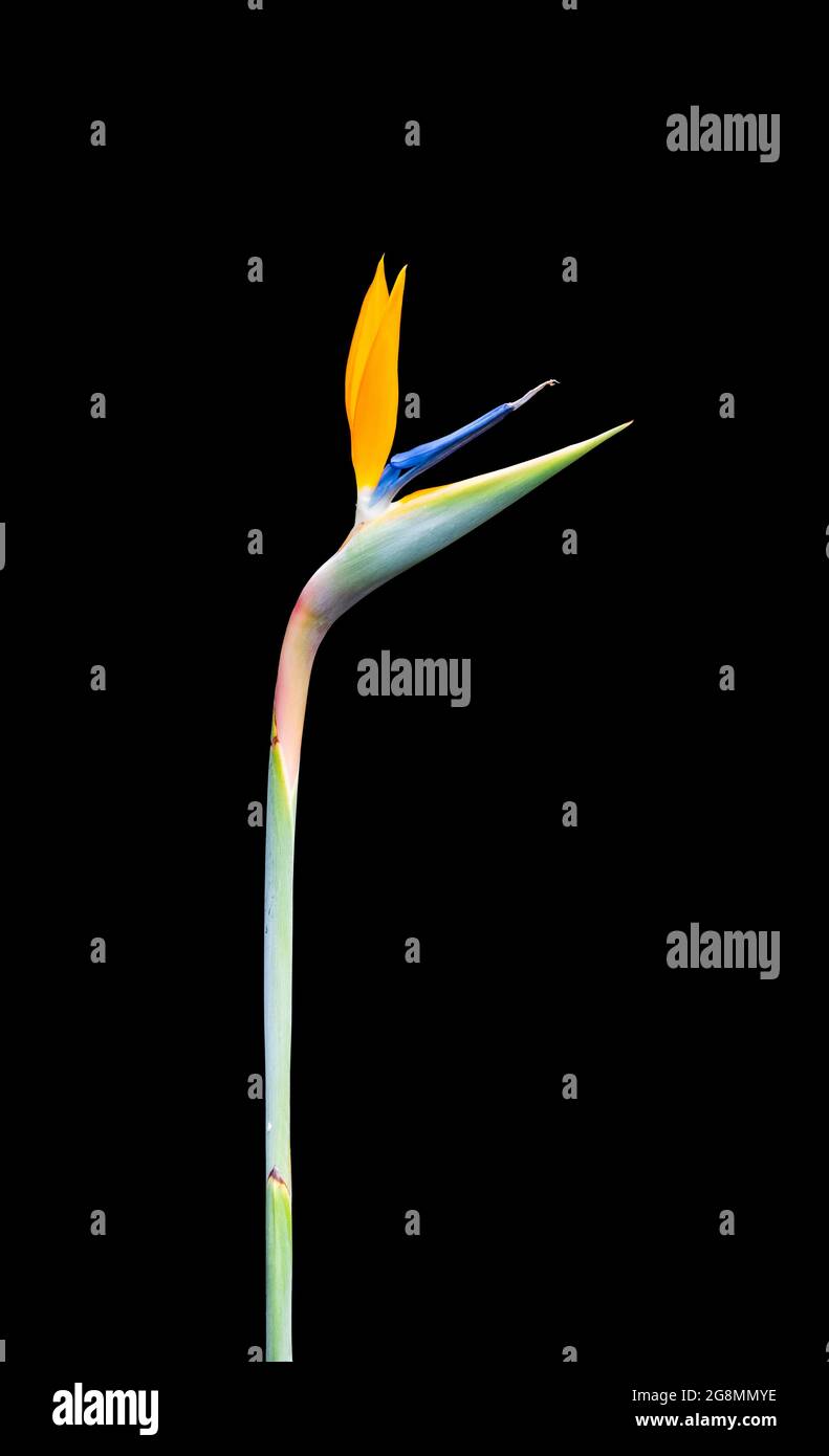 brightly colored long stem bird of paradise flower closeup cutout isolated on a black background Stock Photo