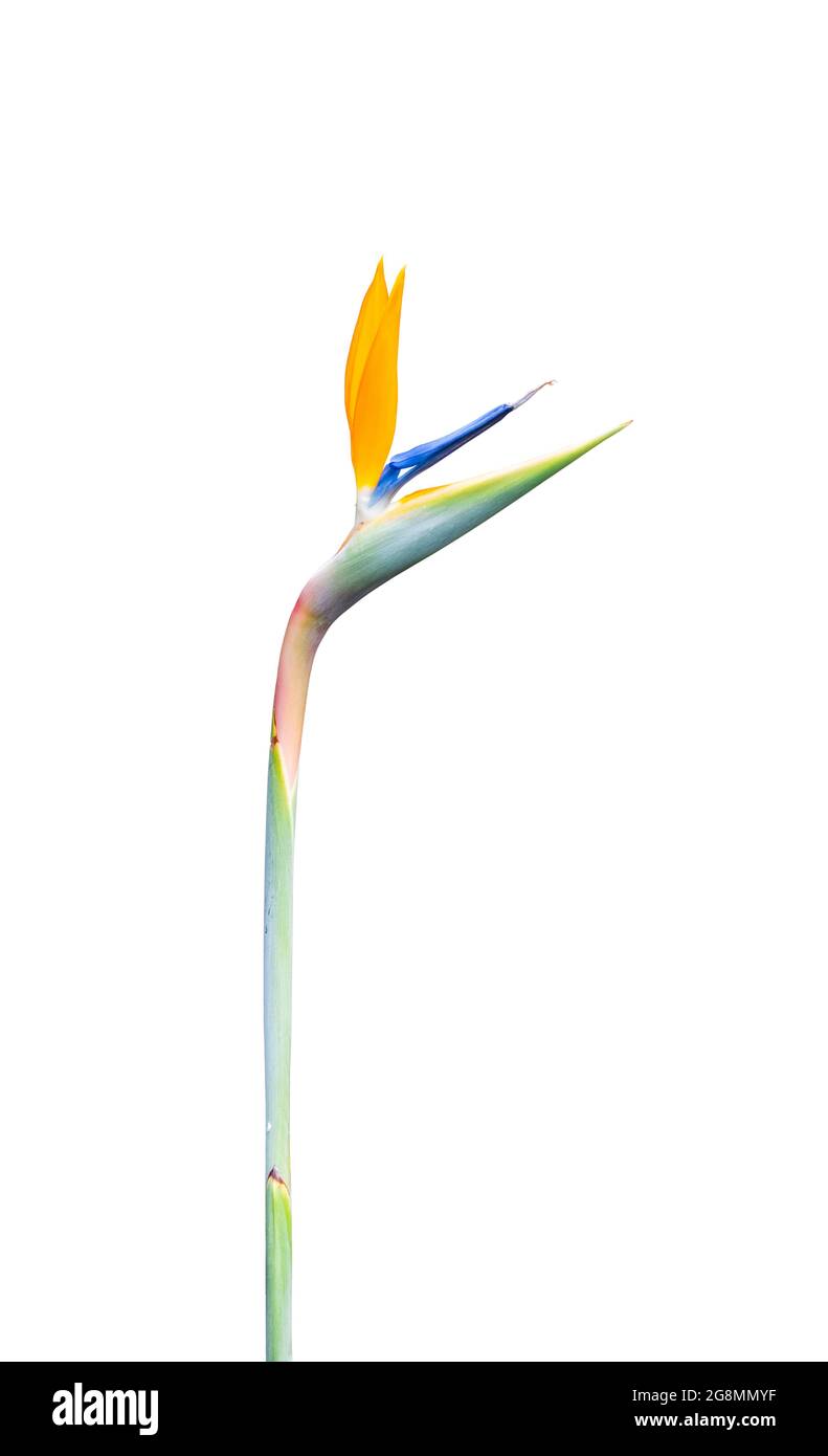 brightly colored long stem bird of paradise flower closeup cutout isolated on a white background Stock Photo