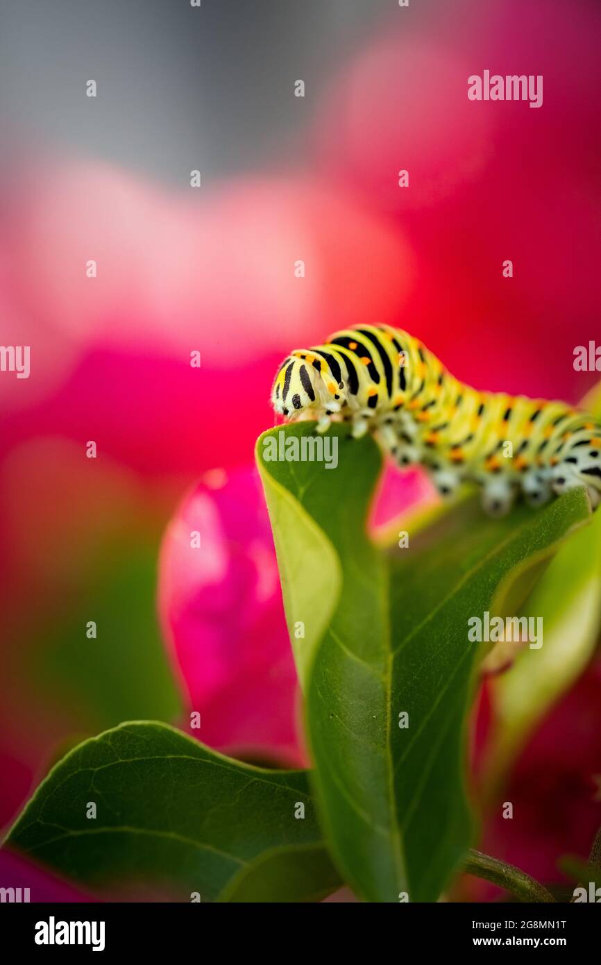 close-up of a green caterpillar on a bougainvillea plant with pink flowers and green leaves (Papilio polyxenes). pink background with copy space for t Stock Photo