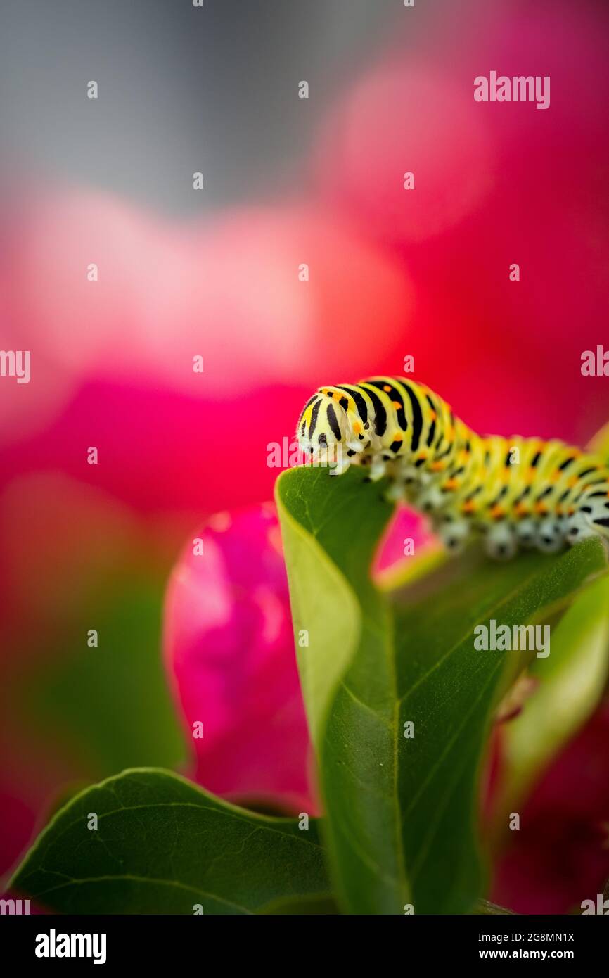 close-up of a green caterpillar on a bougainvillea plant with pink flowers and green leaves (Papilio polyxenes). pink background with copy space for t Stock Photo