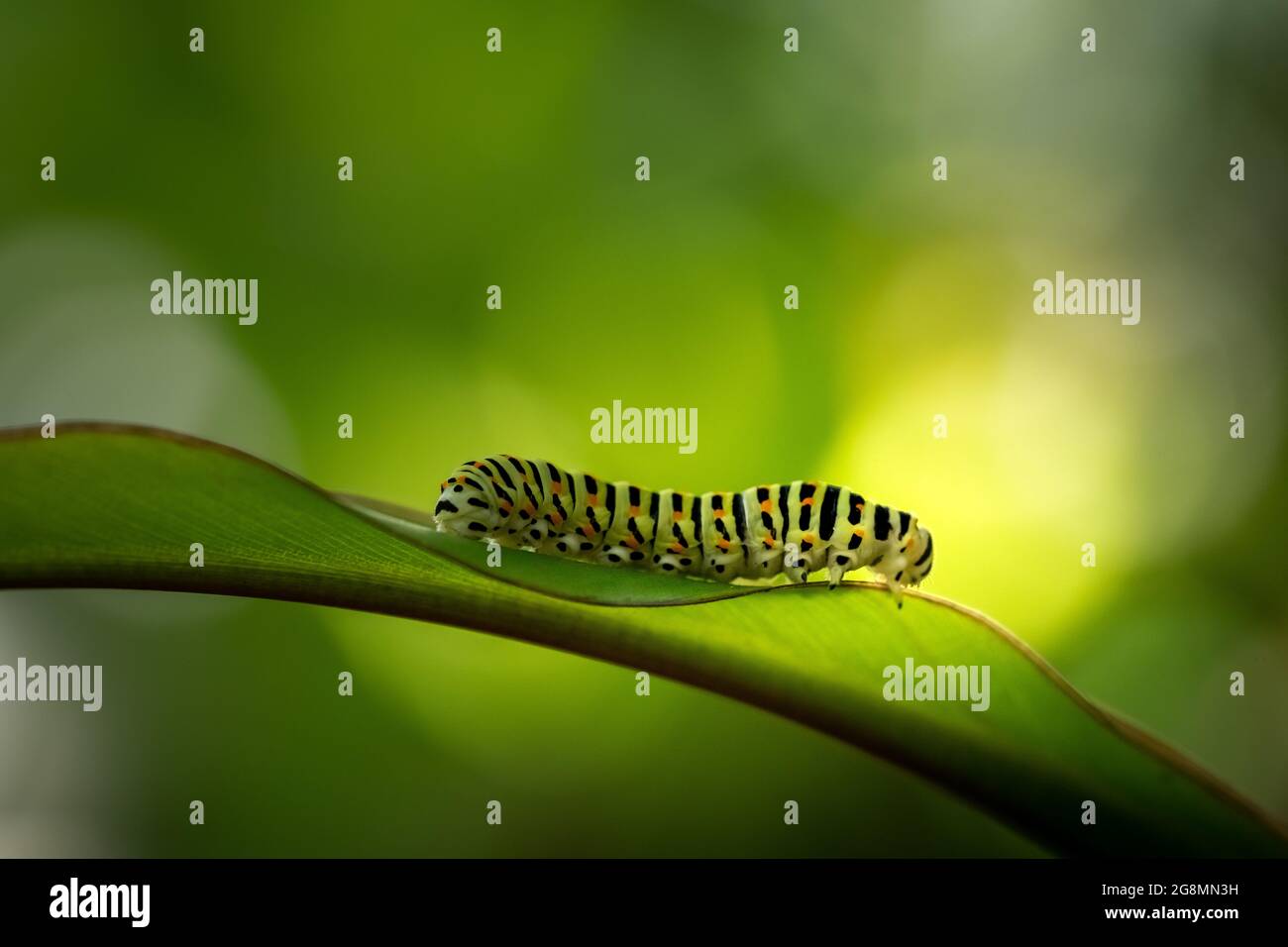 close-up of a green caterpillar with black stripes and orange points on ...