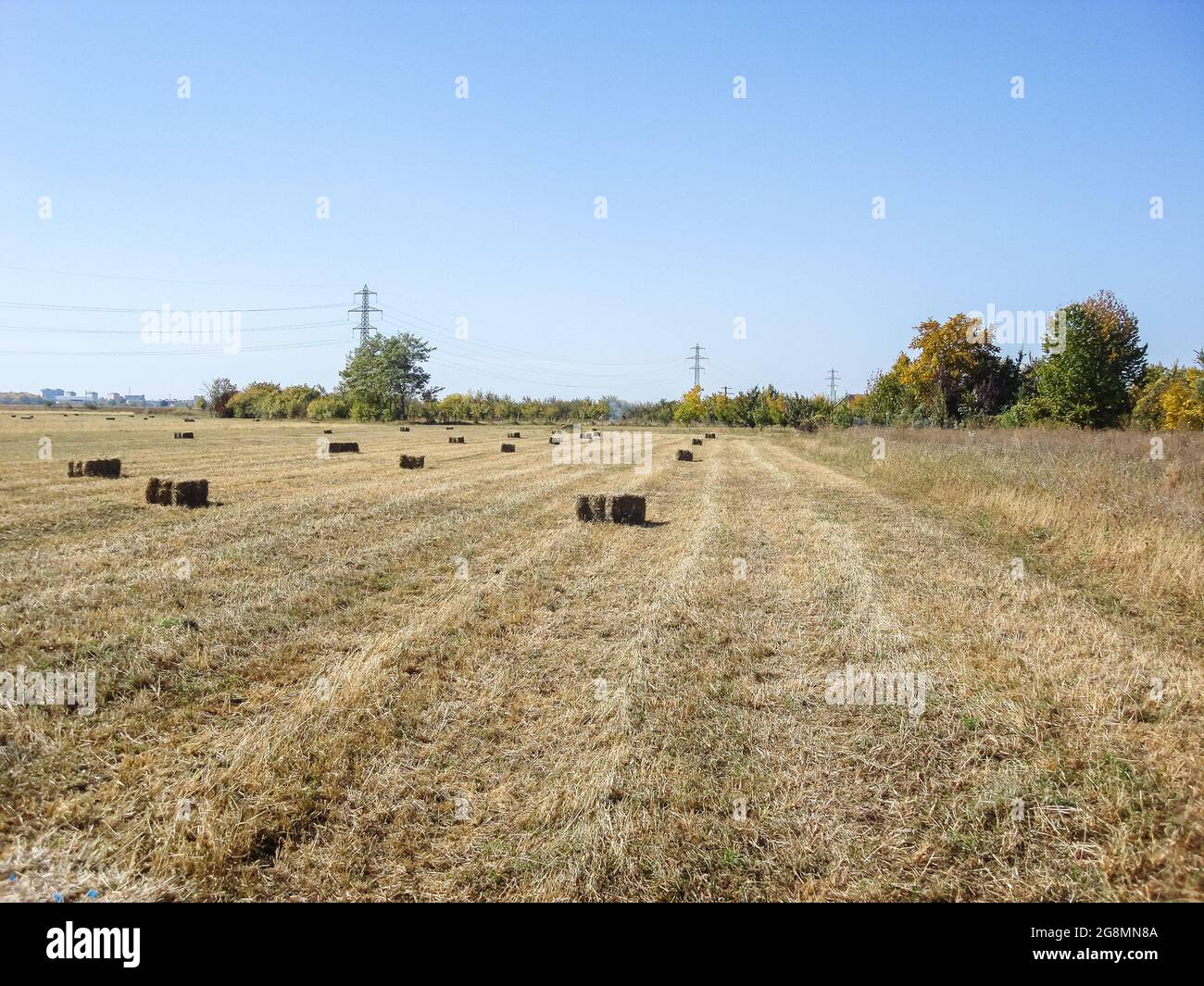 Agricultural field with straw bales after harvest Stock Photo - Alamy