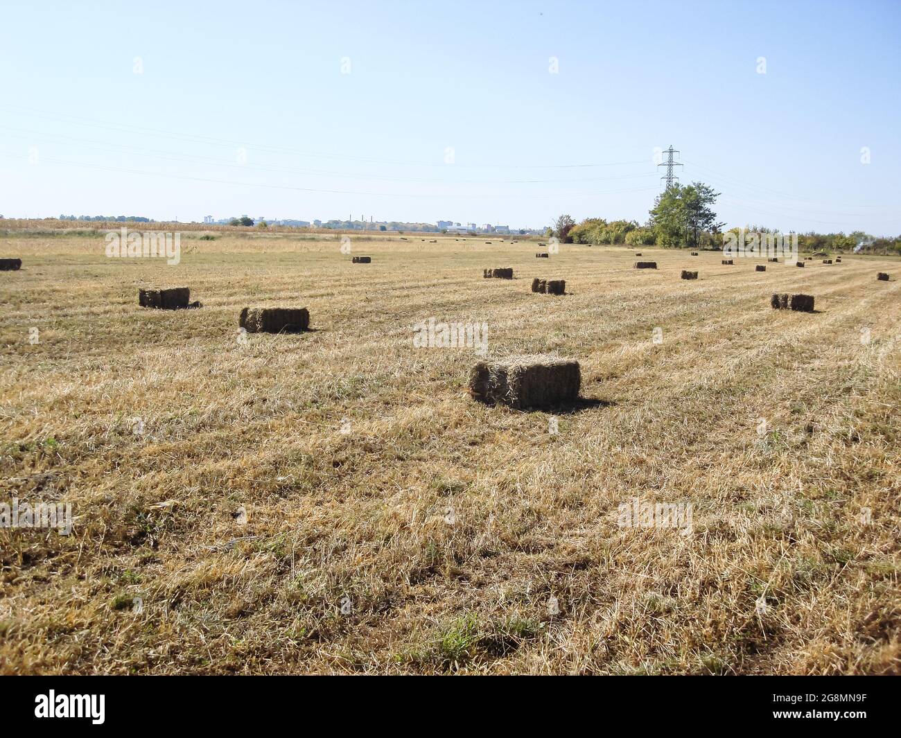 Agricultural field with straw bales after harvest Stock Photo - Alamy