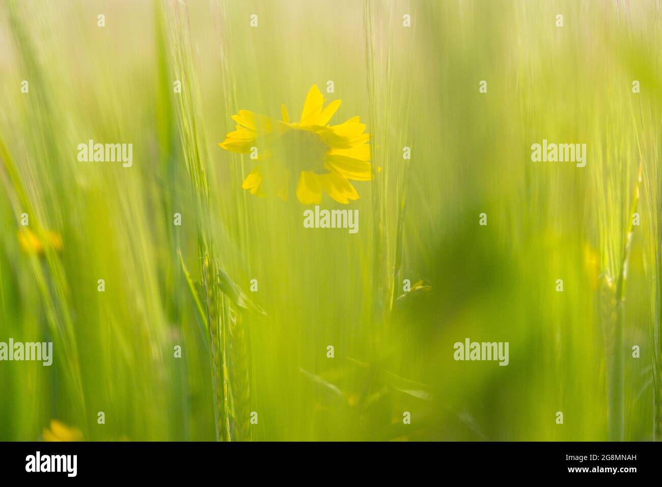 Yellow corn marigold in a field of crops Stock Photo