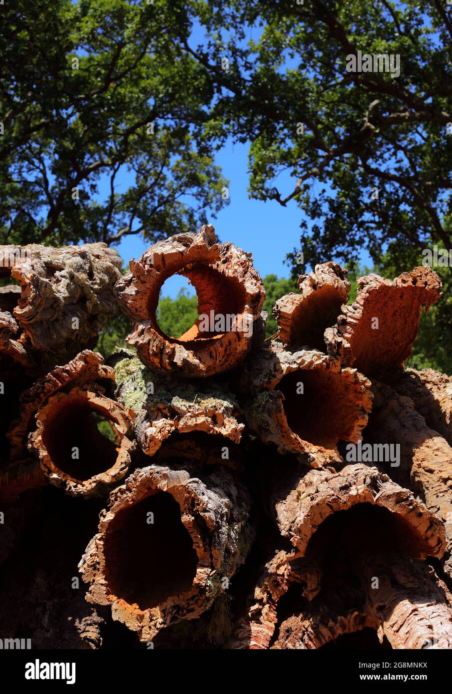 Portugal, Alentejo region. Newly harvested cork oak bark drying in the sunshine. (unprocessed cork) Natural, sustainable resource. Shallow focus Stock Photo
