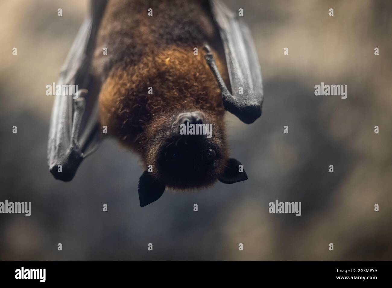 Portrait of a bat in a cave Stock Photo Biology Diagrams