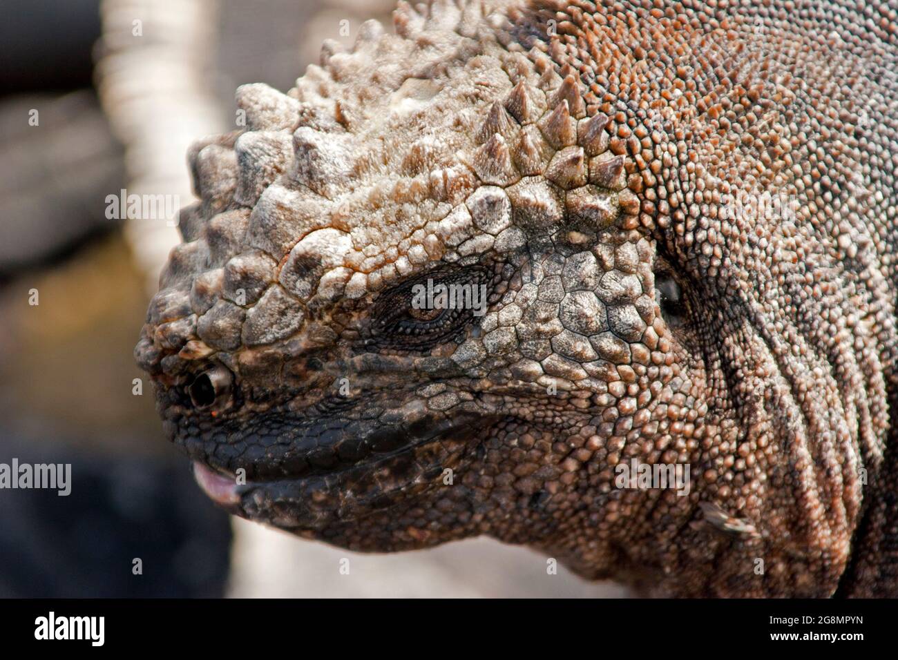 Galapagos Land lizard scale and bumps head Stock Photo - Alamy