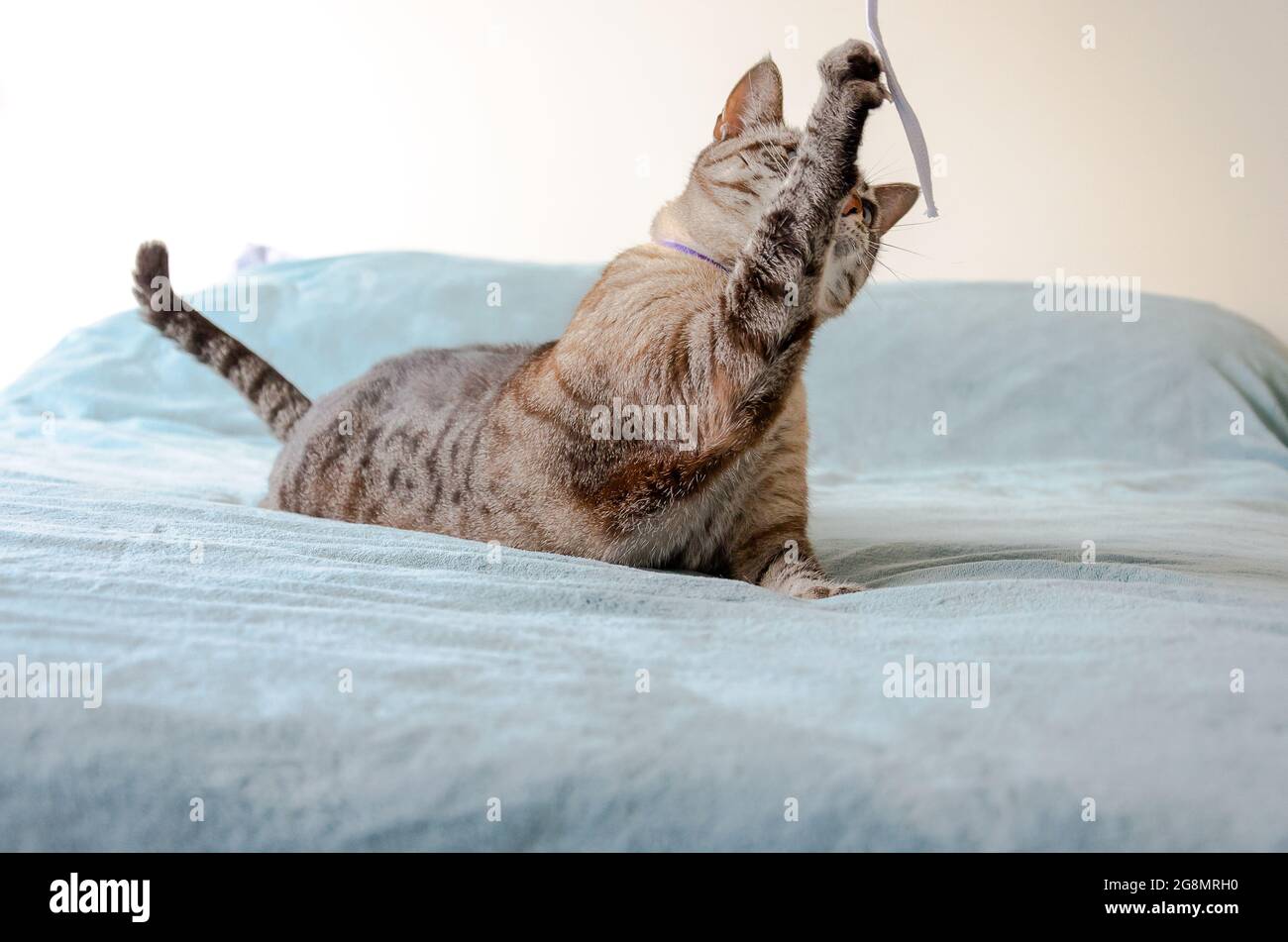 a cute tabby cat playing over a blue blanket Stock Photo Alamy