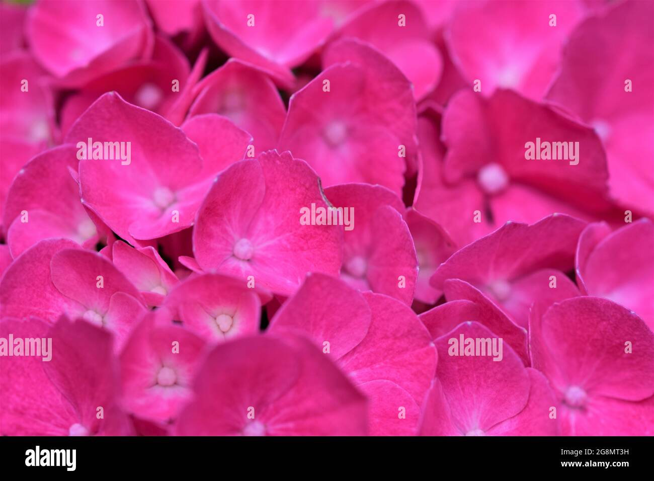 A pink hydrangea blossom as a close up Stock Photo