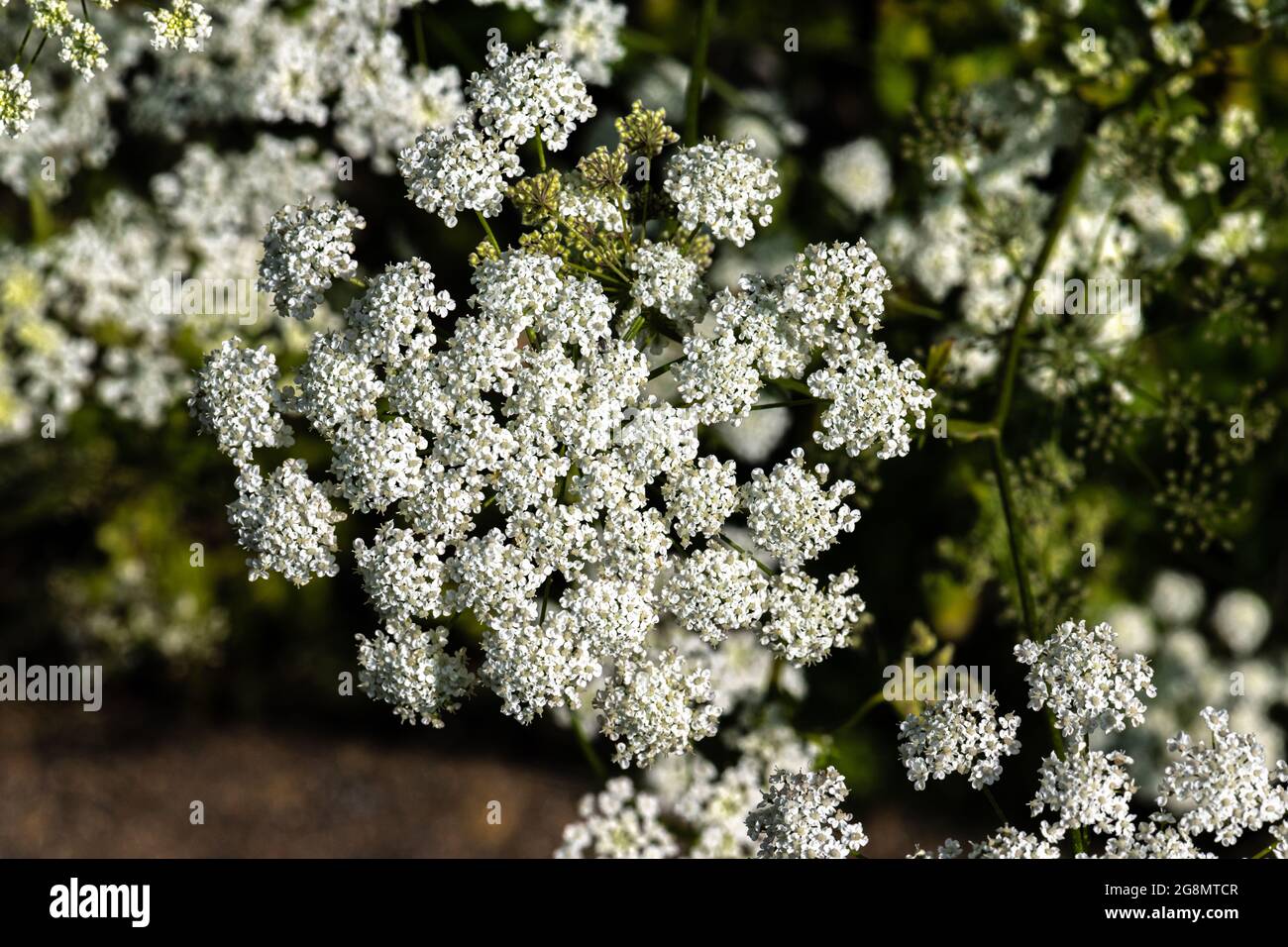Flowers of Anise, Aniseed or Anix (Pimpinella anisum) Stock Photo