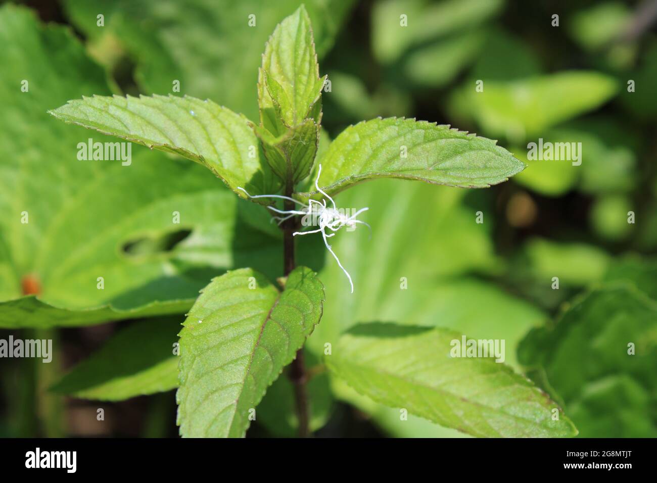 A Mealybug On a Peppermint Plant Stock Photo