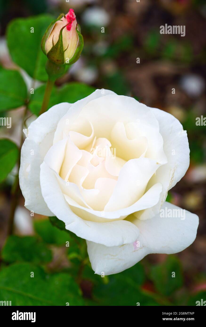 White Queen Elizabeth rose flower growing in the garden Stock Photo - Alamy