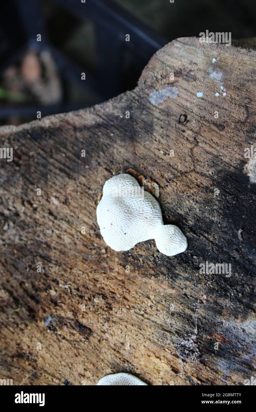 A Unique White Fungus on Slice of Wood Stock Photo - Alamy