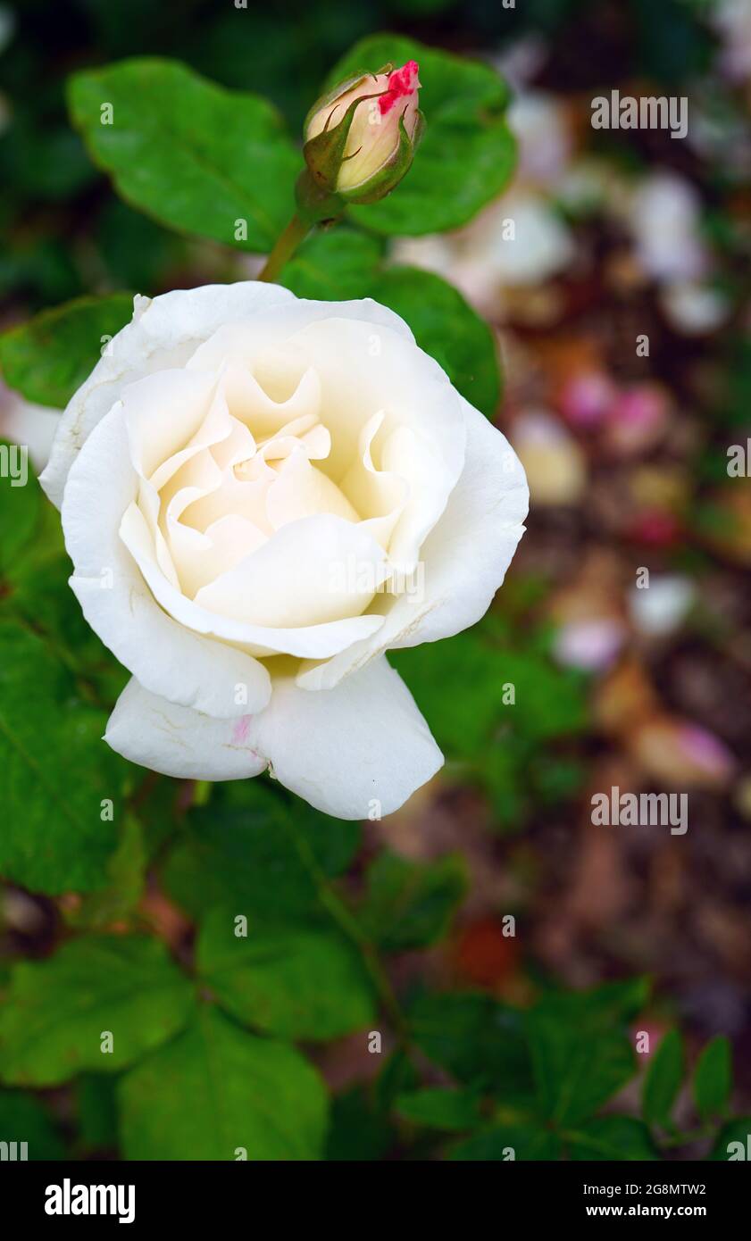 White queen elizabeth rose hi-res stock photography and images - Alamy