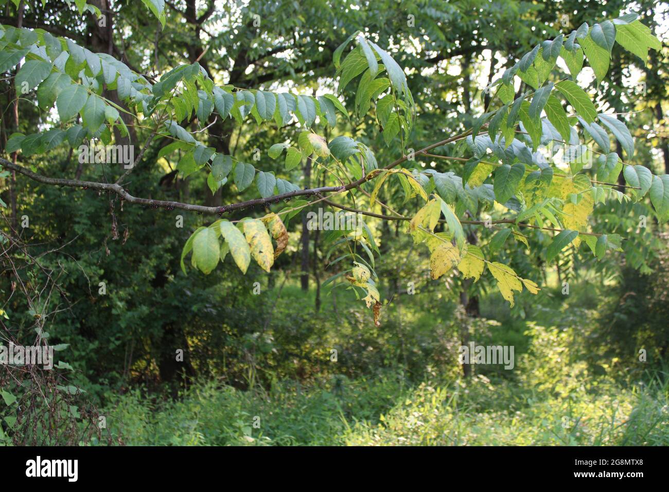 Black Walnut Foliage Damaged by Chinese Lanternflies Stock Photo
