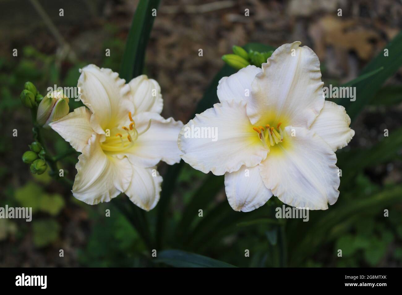 Two Peach Colored Lilies in Bloom Stock Photo - Alamy