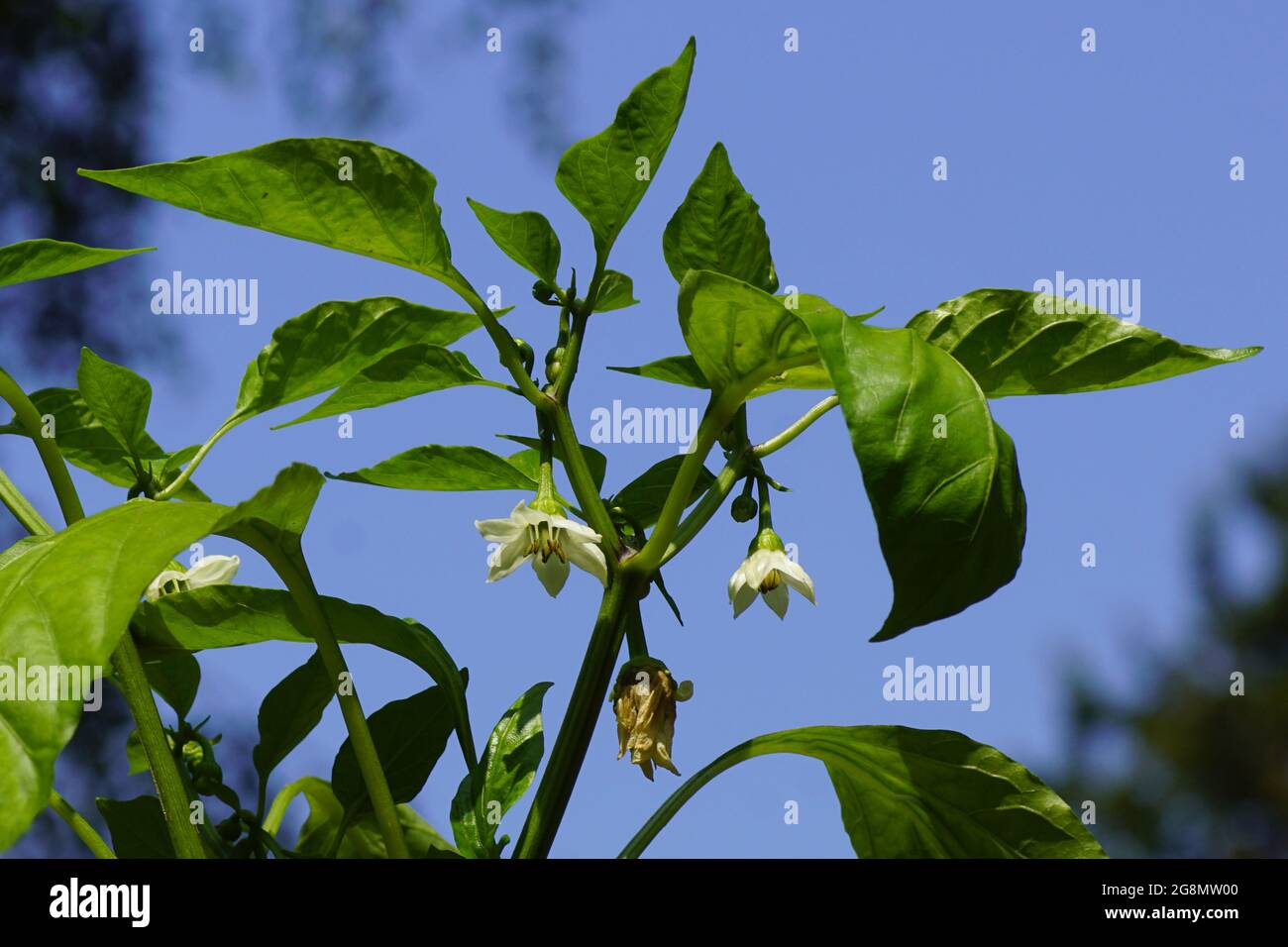 Flowering bell pepper, sweet pepper, pepper, capsicum (Capsicum annuum), family Solanaceae. Dutch garden, July. Stock Photo