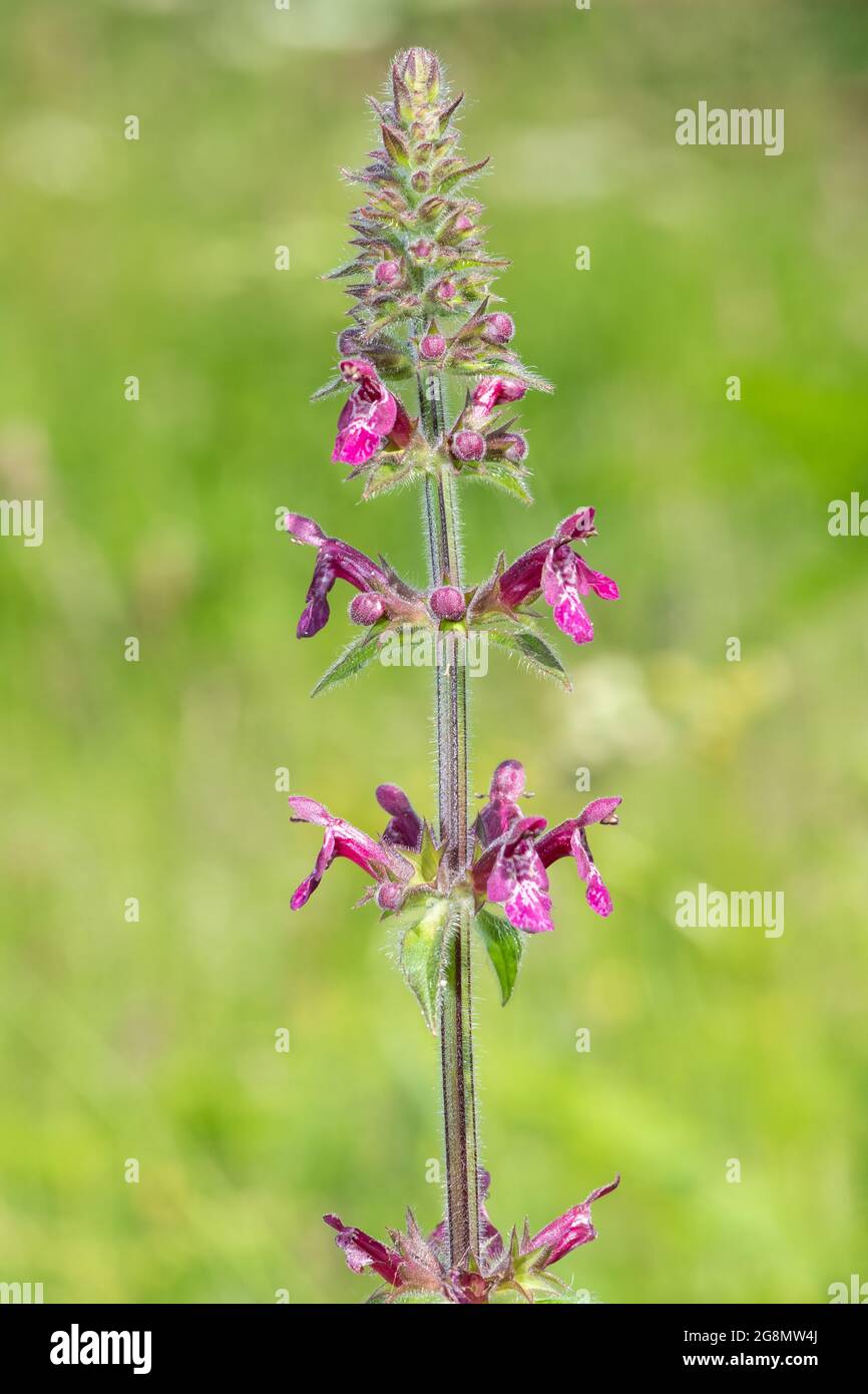 Close up of a hedge woundwort (stachys sylvatica) flower in bloom Stock Photo