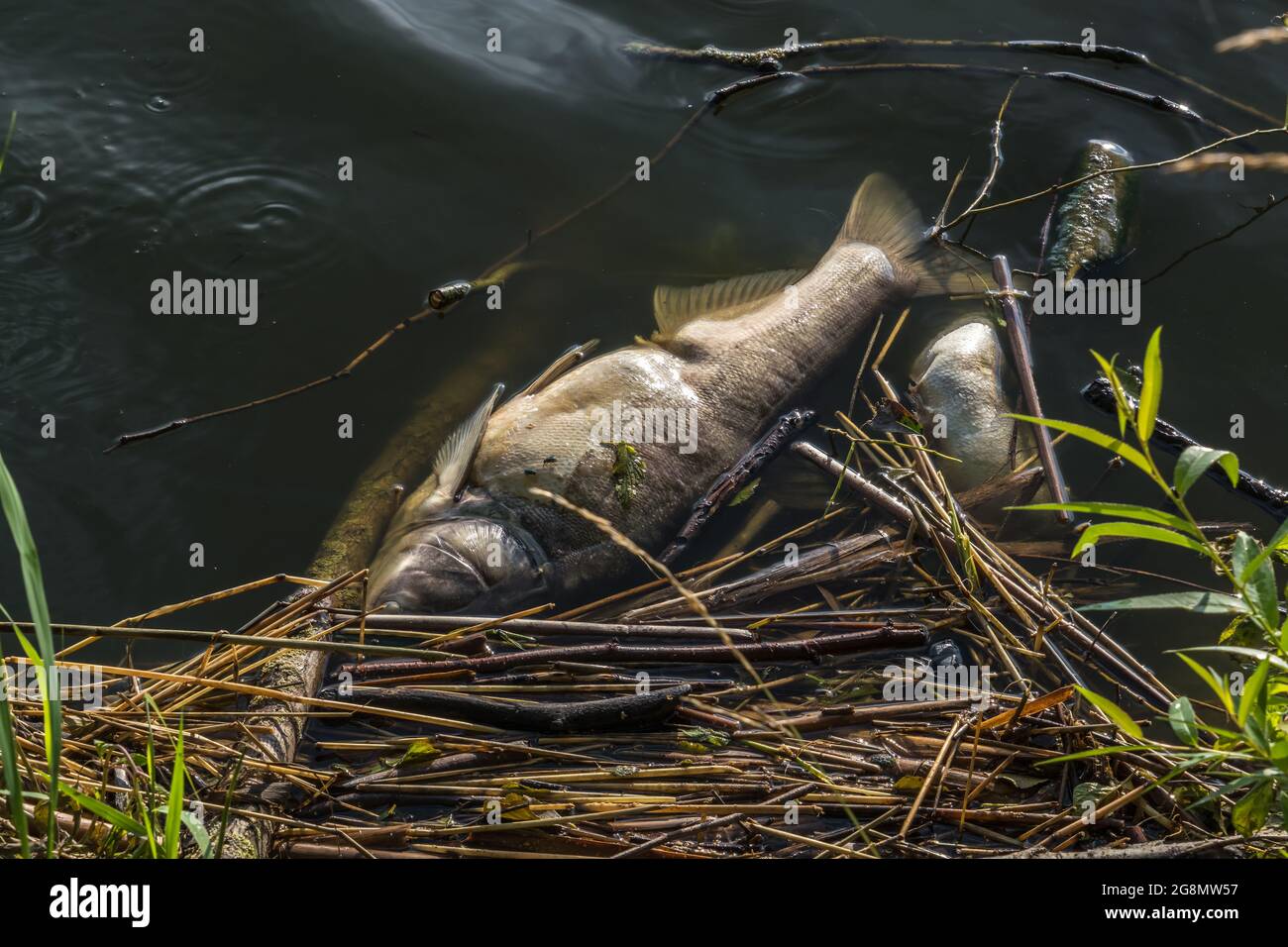 Washed Up Rotten Fish dead rotten fish on shore of polluted lake. ecological disaster and ...