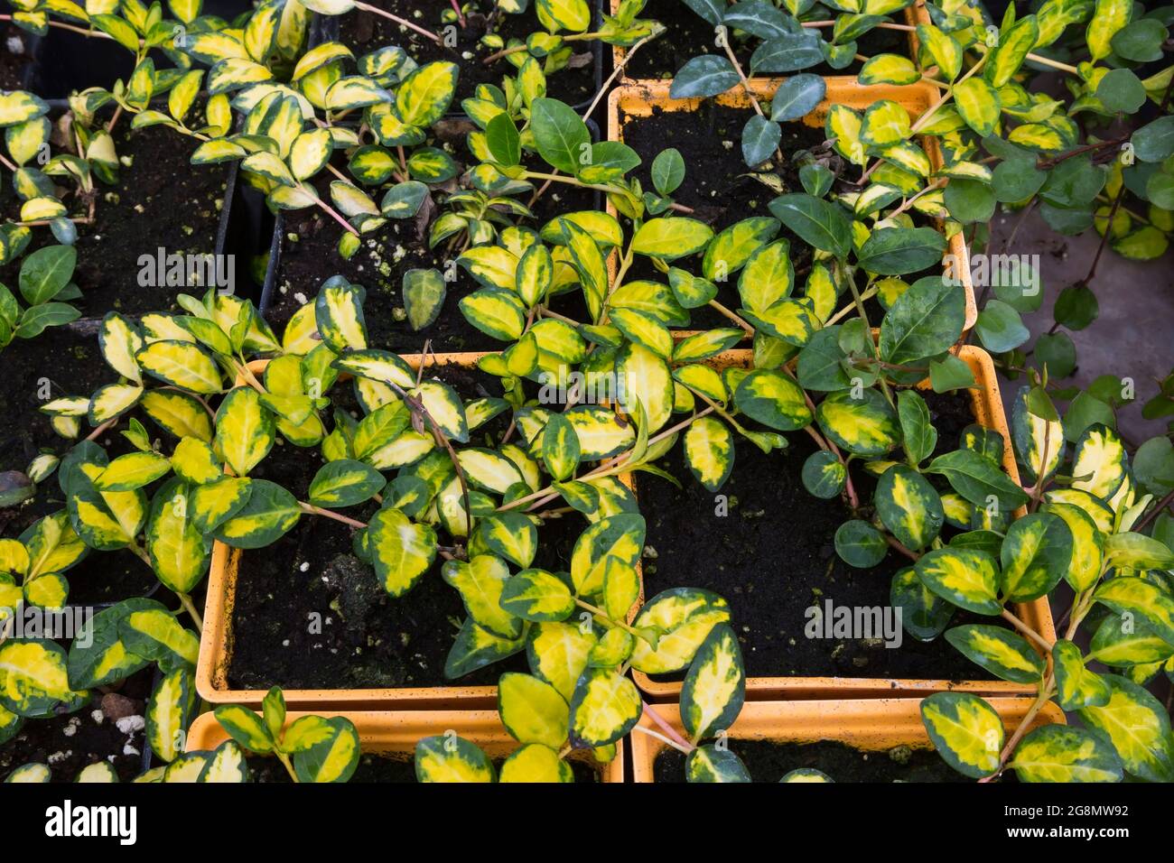 Euonymus fortunei - Spindle tree shrubs with green variegated yellow leaves growing in plastic containers inside a greenhouse Stock Photo