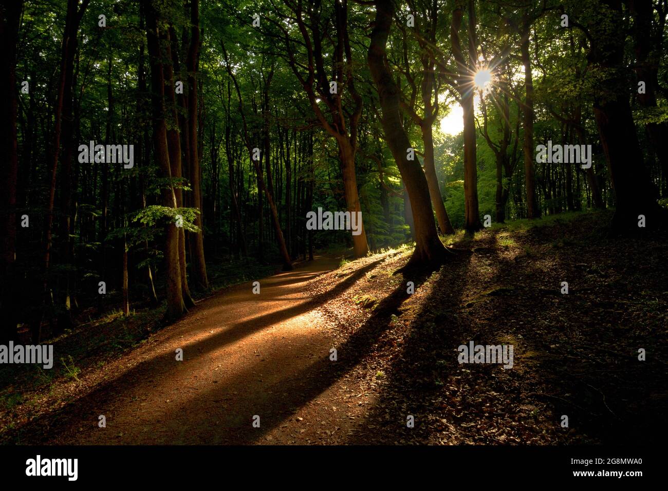 Empty path of an enchanting forest in magical light Stock Photo - Alamy
