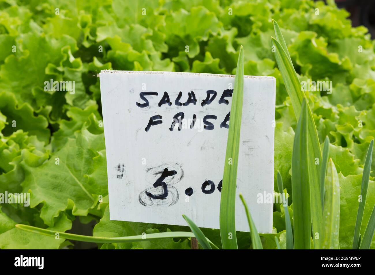 Handwritten French language sign with black marker for Lactuca sativa