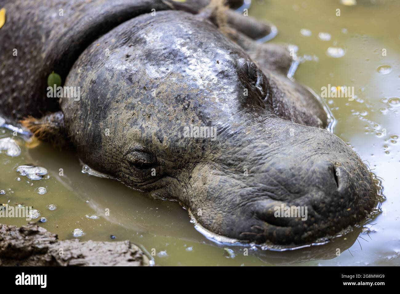 A pygmy hippo sleeping in the mud Stock Photo