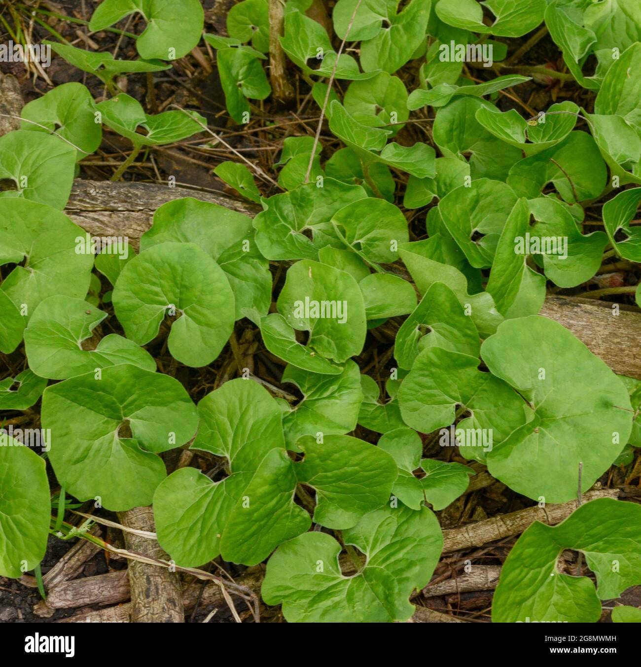 green leafy ground cover Stock Photo