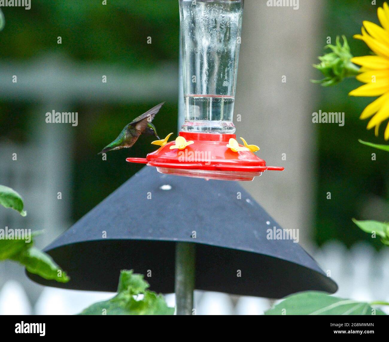 Ruby Throated Hummingbird at Feeder Stock Photo