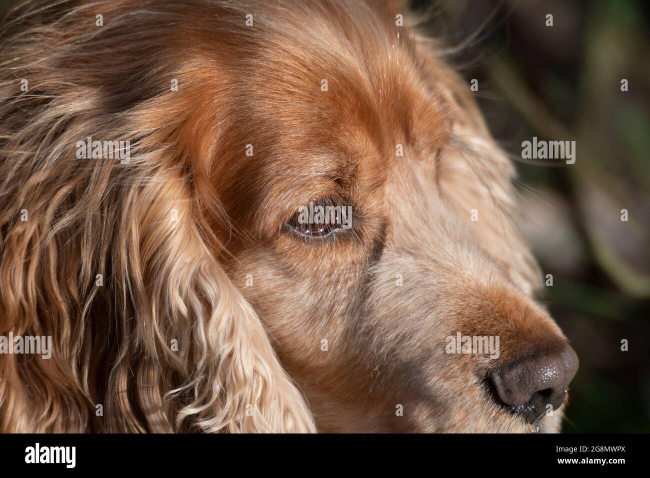 Sprocker dog Stock Photo