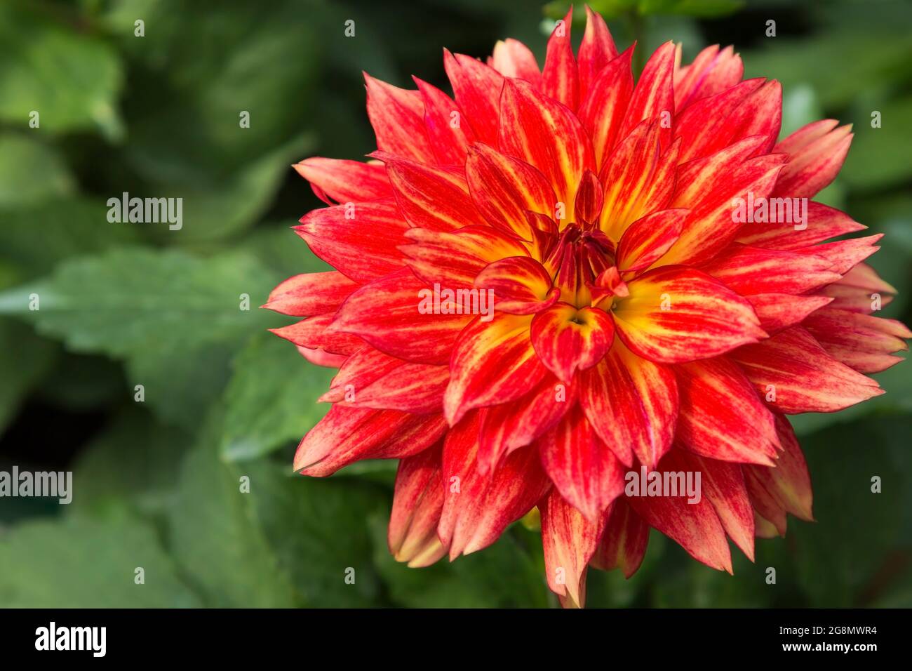 Red and yellow Dahlia flower Stock Photo Alamy