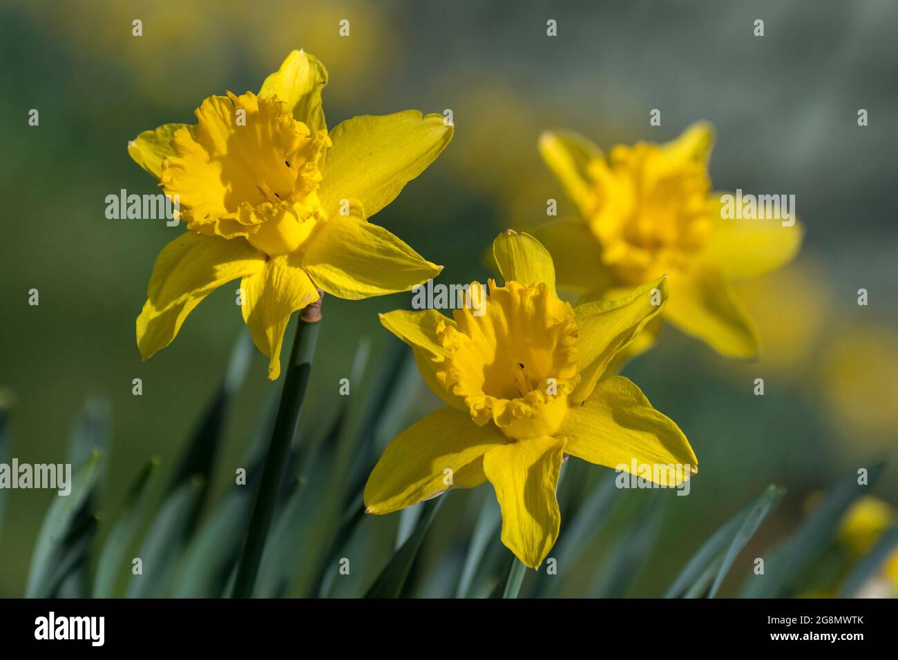 Daffodils (Narcissus spp Stock Photo - Alamy