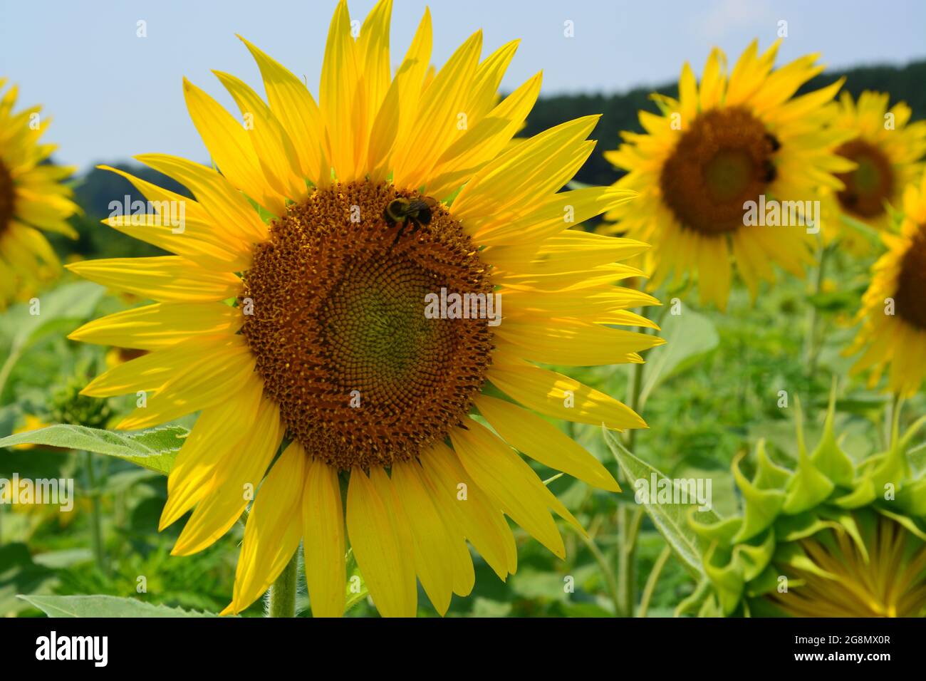 Bumblebees work the sunflower field in full bloom at Dorothea Dix Park in Raleigh North Carolina